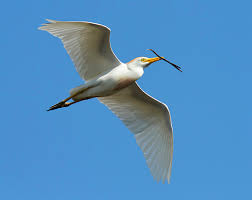 Attēlu rezultāti vaicājumam “Bubulcus ibis”