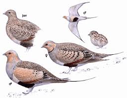 Image result for Syrrhaptes paradoxus