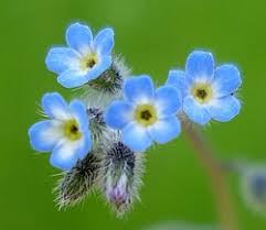 Attēlu rezultāti vaicājumam “Myosotis ramosissima flower”
