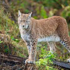 Image result for Lancashire Lynx