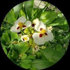 Attēlu rezultāti vaicājumam “Sagittaria sagittifolia flower”