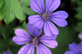 Attēlu rezultāti vaicājumam “Geranium pyrenaicum flower”