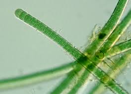 Attēlu rezultāti vaicājumam “Cyanophyta”