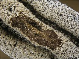 Attēlu rezultāti vaicājumam “Didymium serpula young”