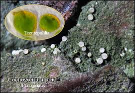 Attēlu rezultāti vaicājumam “Coenogonium pineti”