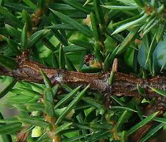 Attēlu rezultāti vaicājumam “Juniperus communis female flower”