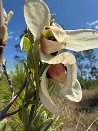 Attēlu rezultāti vaicājumam “Oligonema flavidum sessile”