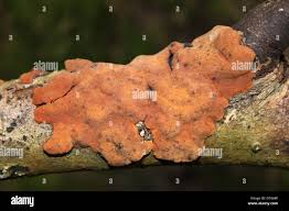 Attēlu rezultāti vaicājumam “Phellinus ferruginosus”