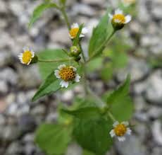 Attēlu rezultāti vaicājumam “Galinsoga quadriradiata”