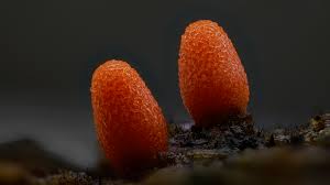 Attēlu rezultāti vaicājumam “Lycogala conicum spores”