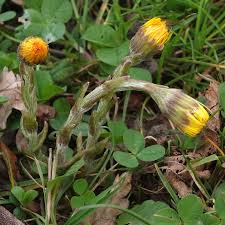 Attēlu rezultāti vaicājumam “Tussilago farfara bud”