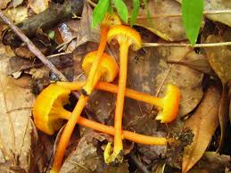 Attēlu rezultāti vaicājumam “Hygrocybe cantharellus”