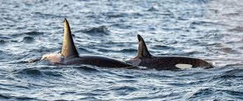 Image result for Orcinus orca