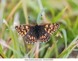 Attēlu rezultāti vaicājumam “Riodinidae”