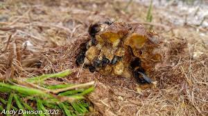 Image result for East Kilbride Wasps