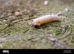 Attēlu rezultāti vaicājumam “Cerambycidae larva”