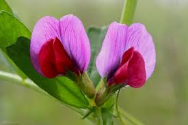Attēlu rezultāti vaicājumam “Vicia sativa flower”