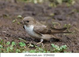 Image result for Ptyonoprogne rupestris