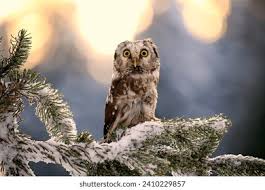 Attēlu rezultāti vaicājumam “Aegolius funereus adult”