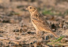 Image result for Calcarius lapponicus