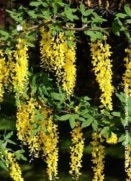 Image result for Laburnum anagyroides