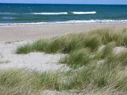 Attēlu rezultāti vaicājumam “Ammophila arenaria”