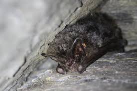 Attēlu rezultāti vaicājumam “Barbastella barbastellus”