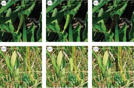 Attēlu rezultāti vaicājumam “Papilio machaon larva”