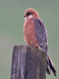 Attēlu rezultāti vaicājumam “Falco vespertinus adult”