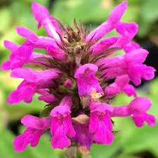 Attēlu rezultāti vaicājumam “Stachys officinalis flower”