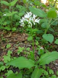 Attēlu rezultāti vaicājumam “Allium ursinum flower”