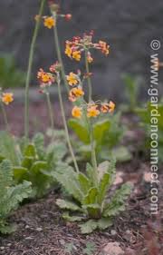 Attēlu rezultāti vaicājumam “Primula x margotae”