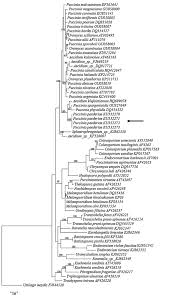 Attēlu rezultāti vaicājumam “Trachyspora intrusa”