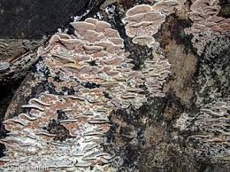 Attēlu rezultāti vaicājumam “Gloeoporus dichrous”