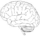 Human Brain Evolution And Eating Fish From Shoreline Environments ...