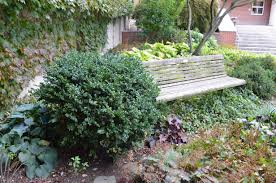 Attēlu rezultāti vaicājumam “Buxus sempervirens”