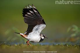 Attēlu rezultāti vaicājumam “Vanellus vanellus”