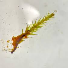 Attēlu rezultāti vaicājumam “Pohlia bulbifera”