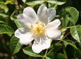 Attēlu rezultāti vaicājumam “Rosa glabrifolia”