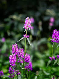Attēlu rezultāti vaicājumam “Stachys officinalis flower”