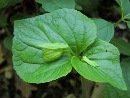 Attēlu rezultāti vaicājumam “Viola mirabilis leaf”