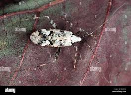 Attēlu rezultāti vaicājumam “Phytocoris tiliae imago”