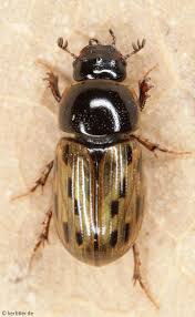 Attēlu rezultāti vaicājumam “Aphodius subterraneus”