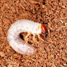 Attēlu rezultāti vaicājumam “Ceruchus chrysomelinus larva”