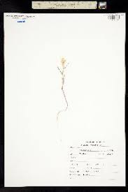 Attēlu rezultāti vaicājumam “Corispermum hyssopifolium fruit”