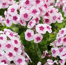 Image result for Phlox paniculata `Bright Eyes`