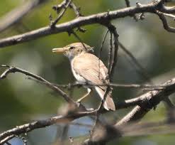 Image result for Hippolais pallida