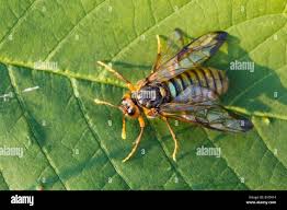 Attēlu rezultāti vaicājumam “Cimbex femoratus”