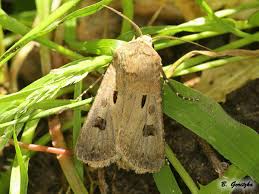 Attēlu rezultāti vaicājumam “Agrotis exclamationis”