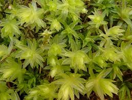 Attēlu rezultāti vaicājumam “Mnium hornum”